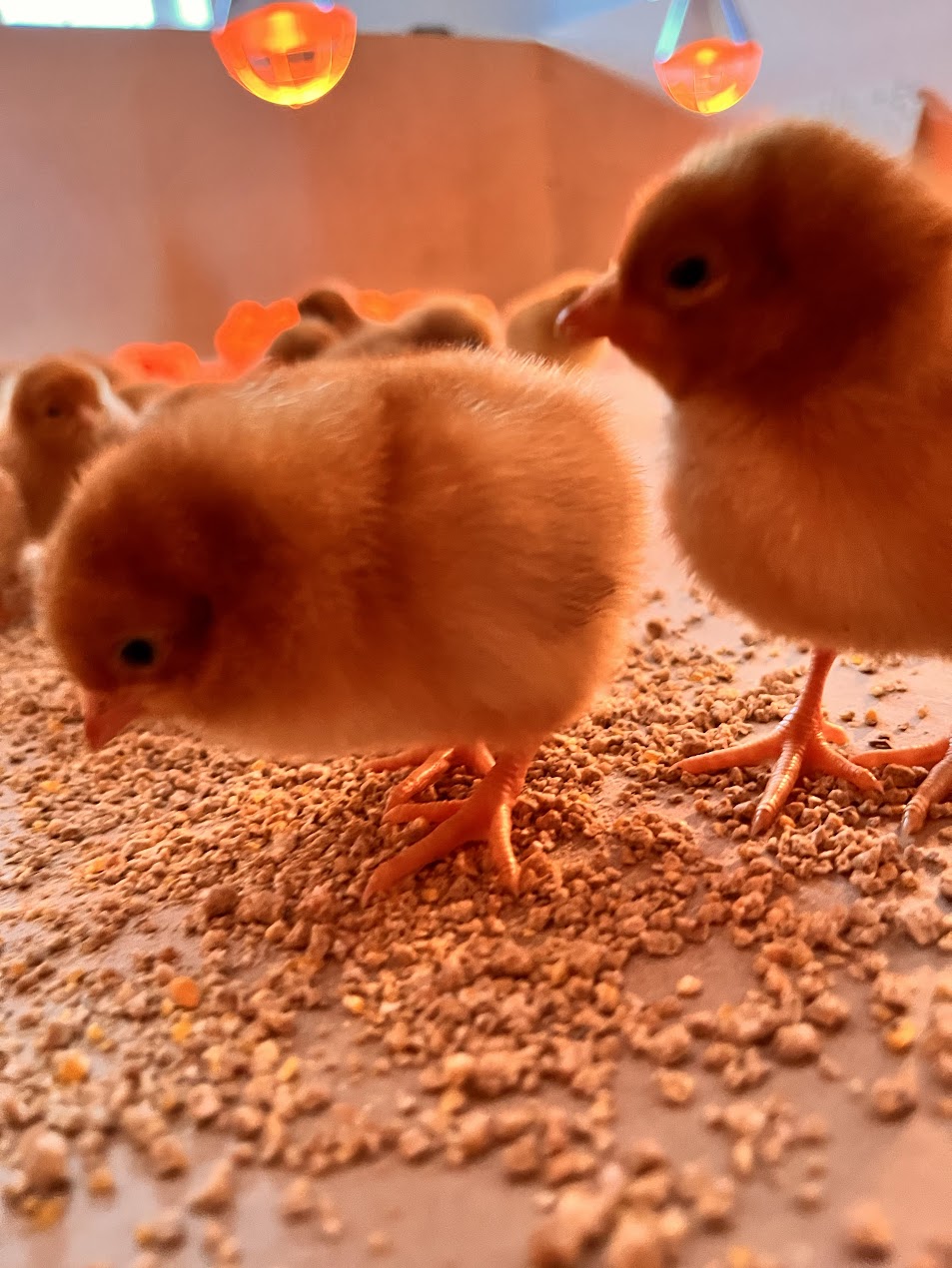 Galeria 13bb2823c6f00267