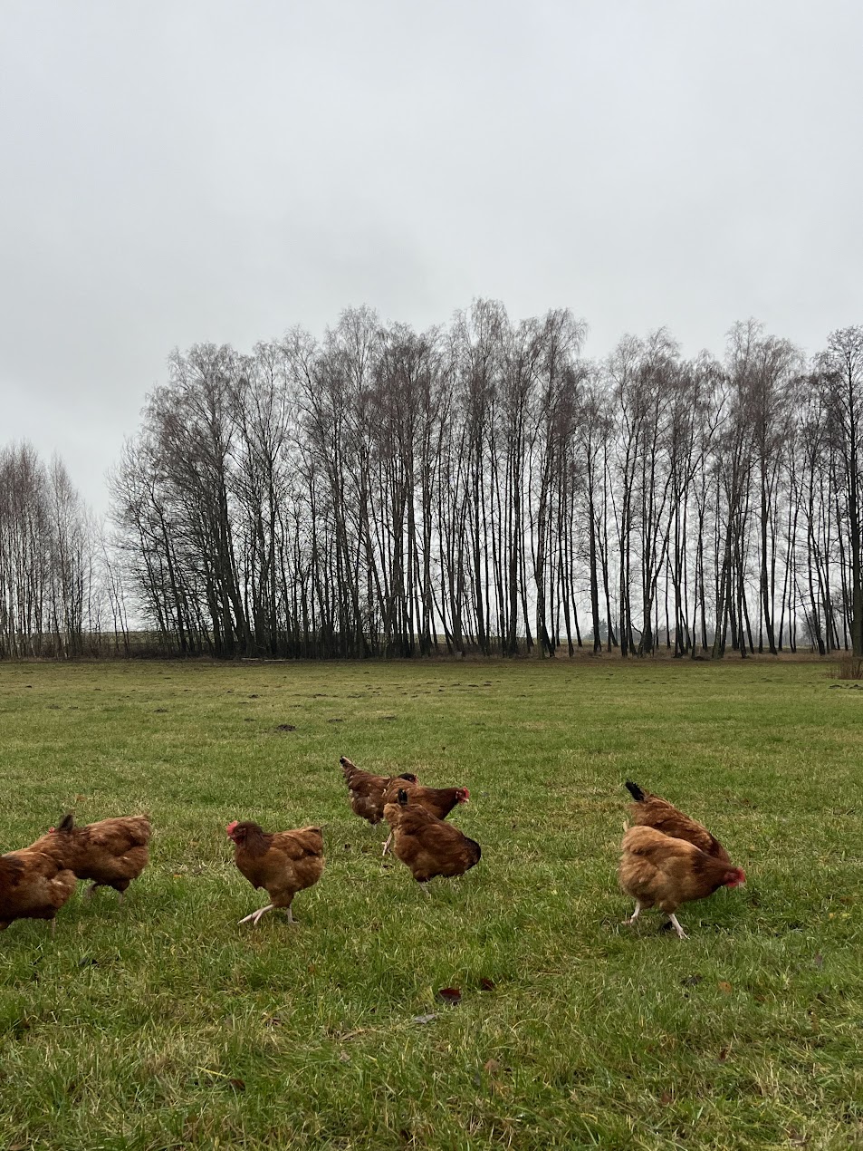 Galeria 16804f1cab3916d1