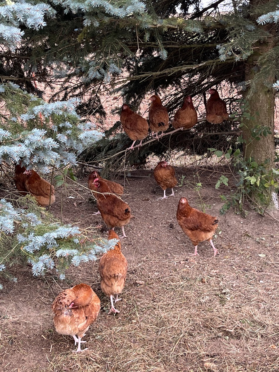 Galeria 46b77902a8db6a2e