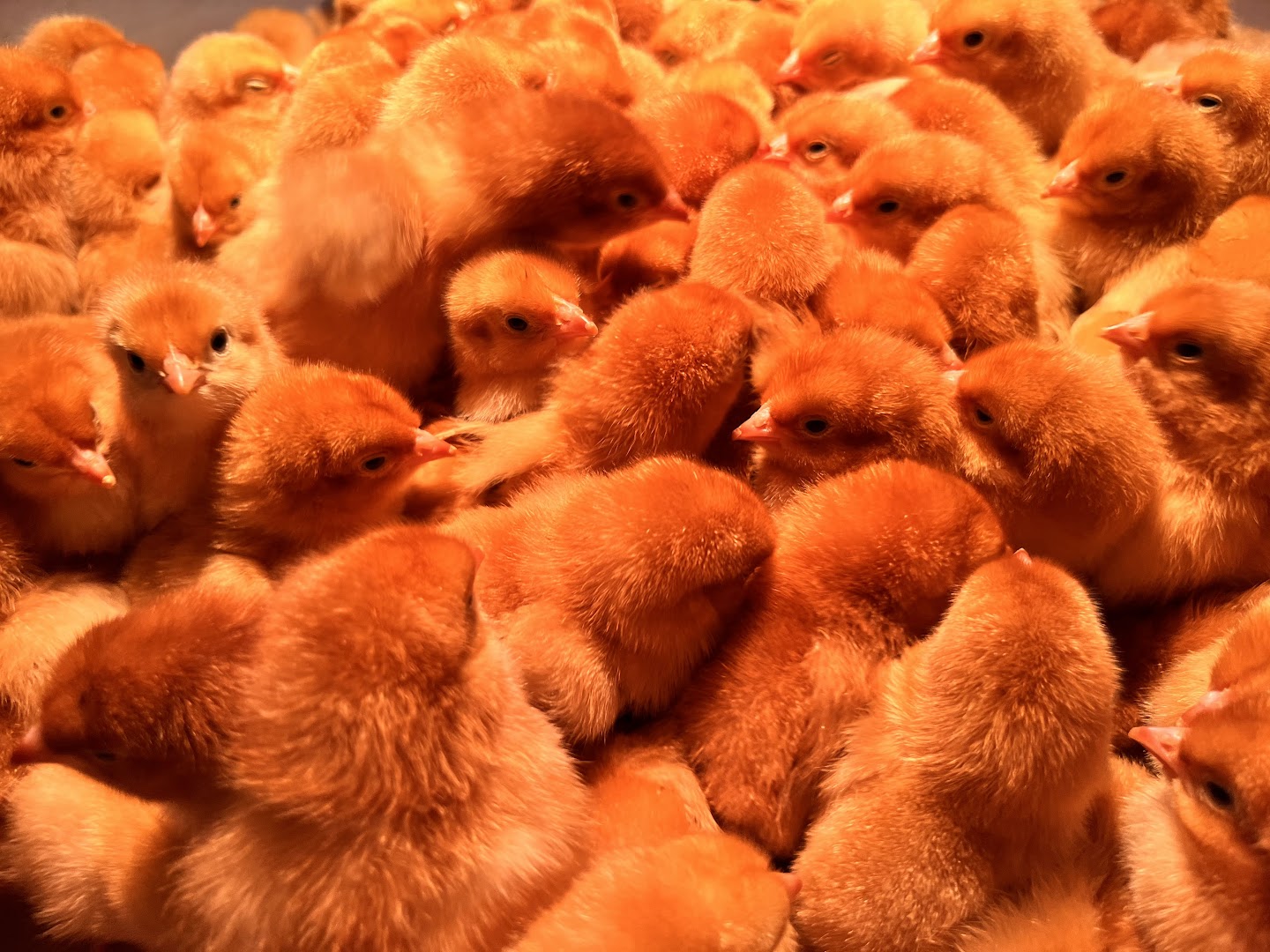 Galeria 707148e128f7d647