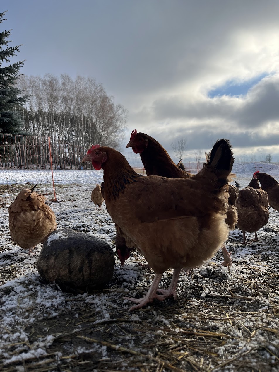 Galeria e58fe7d12a63deda