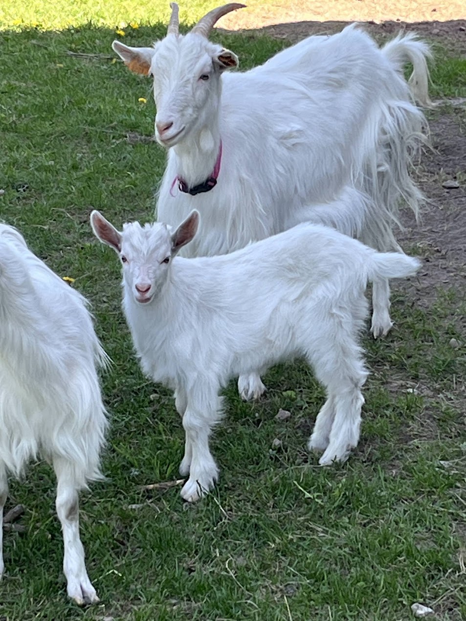 Galeria ed071753bc7a65e4.jpg