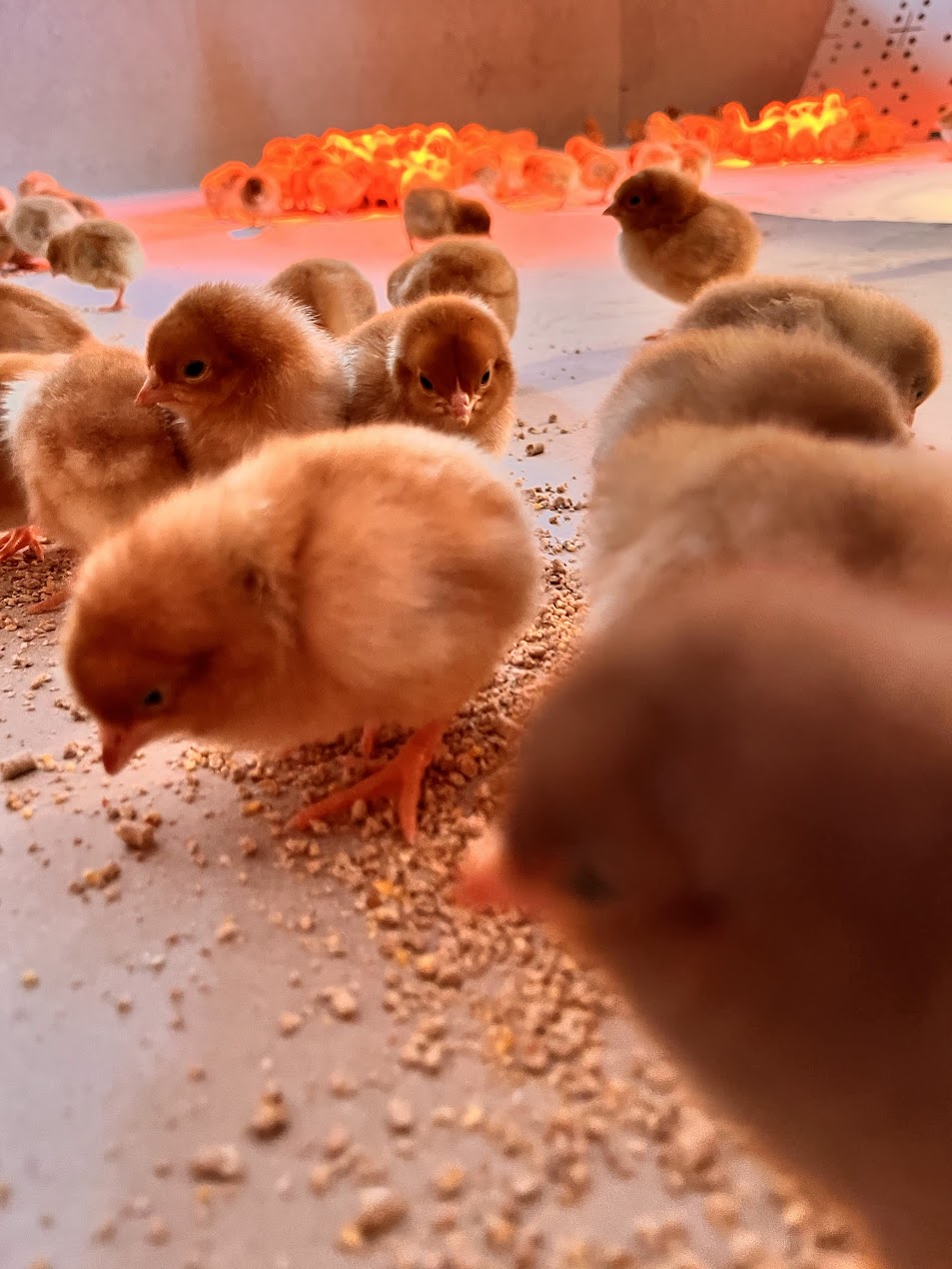 Galeria fcbf26fff0e6c7bf